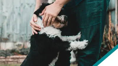 Specjalistyczna przychodnia zwierząt VETIMET. Lekarz Weterynarii Dariusz Trenkler. Weterynarz
